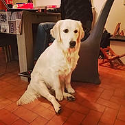 Peardy a rejoint le concours — aidez-le/la à gagner de superbes lots ! dog, white_dog, golden_retriever, sitting, indoor, tile_floor, person, table, chair, furniture, jeans, sweater, bottle, board_game, home, living_room, relaxed, pet, companion, casual