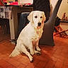 dog, white_dog, golden_retriever, sitting, indoor, tile_floor, person, table, chair, furniture, jeans, sweater, bottle, board_game, home, living_room, relaxed, pet, companion, casual