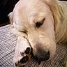 dog, golden_retriever, sleeping, paw, close_up, bed, blanket, indoor, resting, fur, cute, pet, animal, relaxed, calm, cozy, nose, ear, whiskers, nap