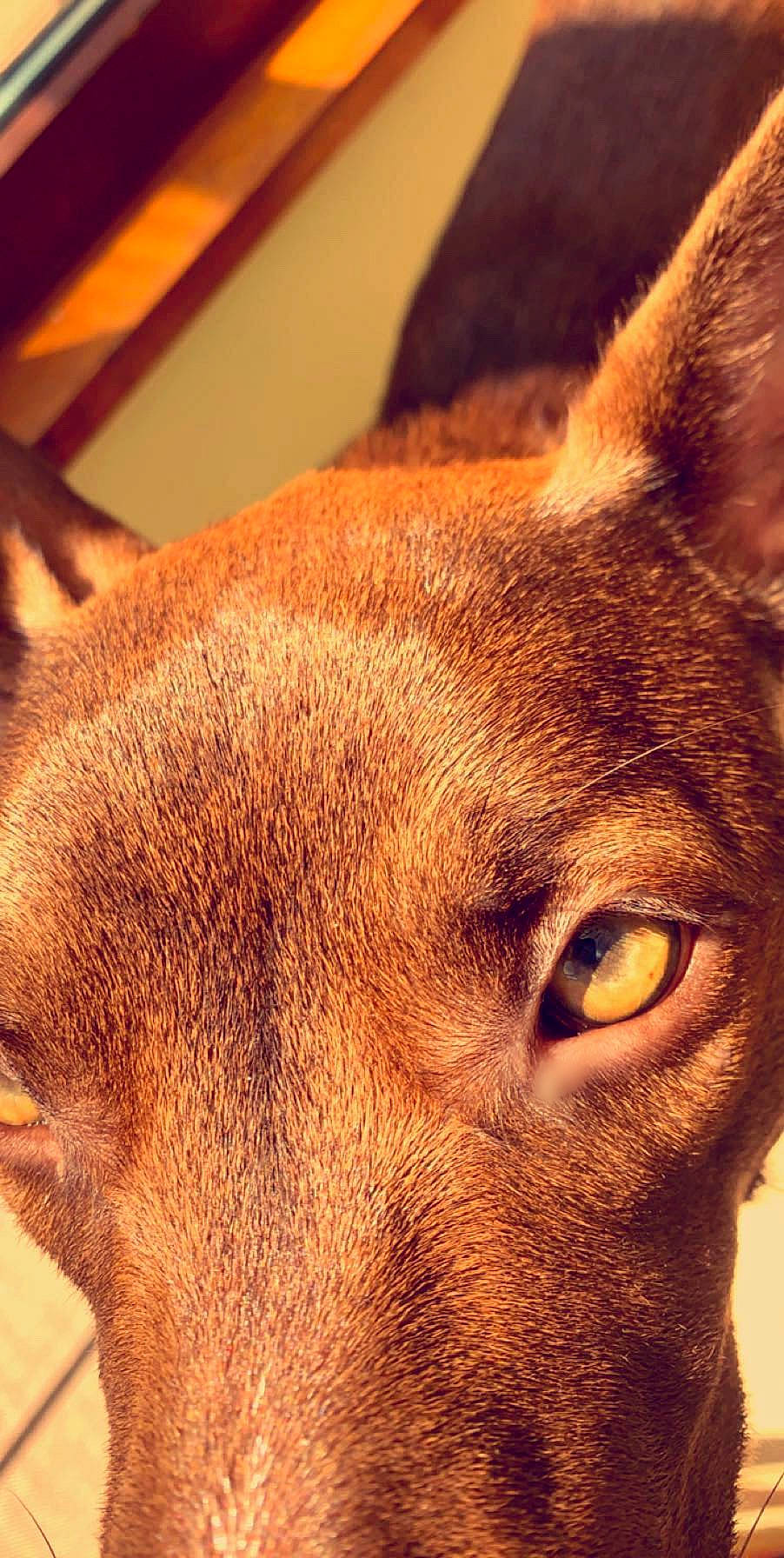 Hazel joined the competition — help win amazing prizes! canidae, carnivore, close_up, dog, dog_breed, ear, eye, fawn, fur, head, mammal, new_guinea_singing_dog, nose, snout, vertebrate, whiskers