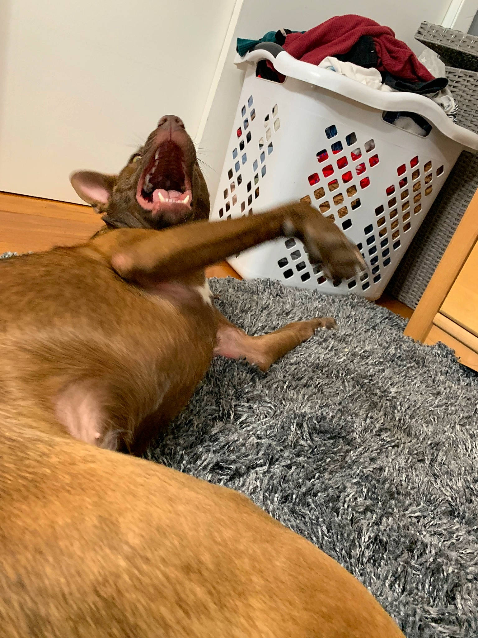 Hazel is registered to the contest to win money with this photo: canidae, carnivore, cat, dog, dog_breed, fawn, mammal, non_sporting_group, pointing_breed, puppy, sporting_group, tail, weimaraner