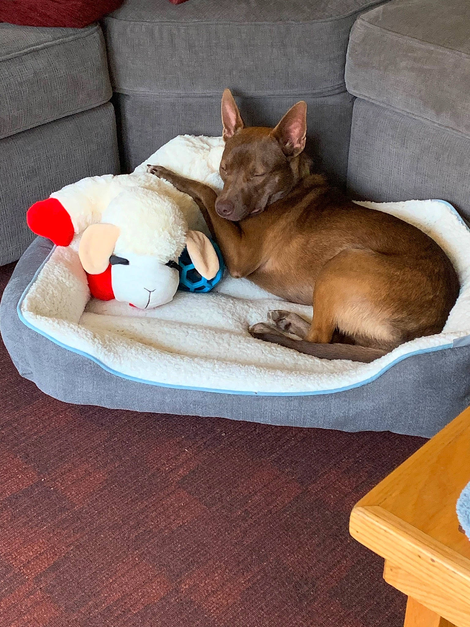 Hazel is registered to the contest to win money with this photo: abyssinian, canidae, carnivore, cat, chihuahua, comfort, dog_bed, dog_breed, dog_toy, fawn, felidae, furniture, kitten, mammal, small_to_medium_sized_cats, table, whiskers
