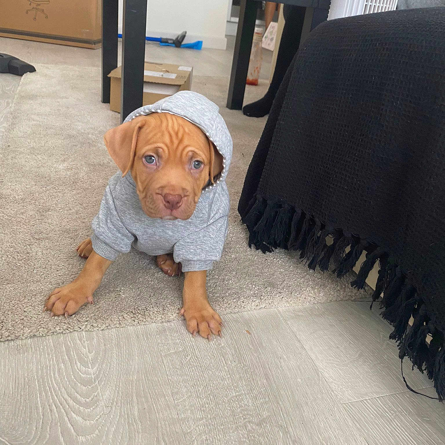 Saint is registered to the contest to win money with this photo: bedding, canidae, carpet, chest_of_drawers, comfort, companion_dog, dog_breed, fawn, floor, flooring, fur, grey, hardwood, linens, pattern, room, sitting, stuffed_toy, toy, wood