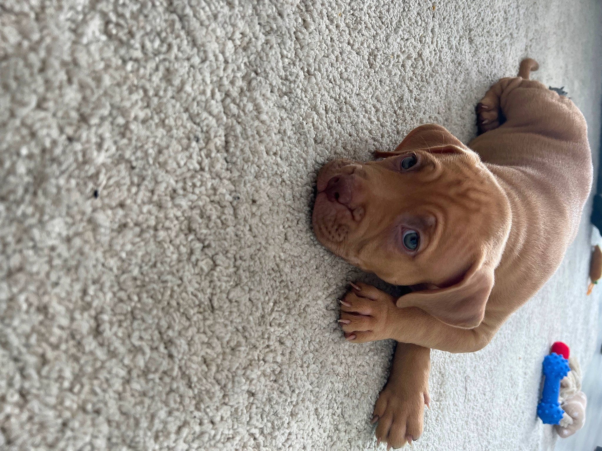 Saint is registered to the contest to win money with this photo: child, eye, fawn, flooring, fun, glasses, head, landscape, leisure, nose, sitting, smile, snout, soil, sunglasses, toy, window, wood, working_animal, wrinkle