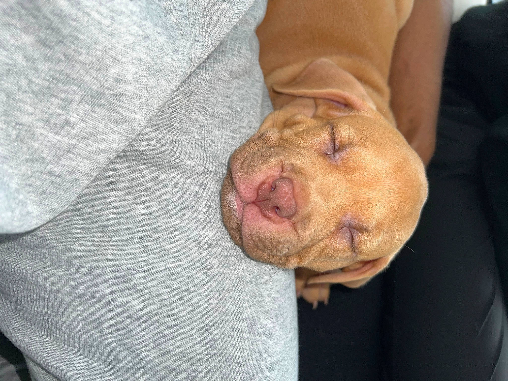 Saint joined the competition — help win amazing prizes! canidae, carnivore, comfort, companion_dog, dog, dog_breed, ear, fawn, fur, liver, snout, sporting_group, whiskers, wood, wrinkle