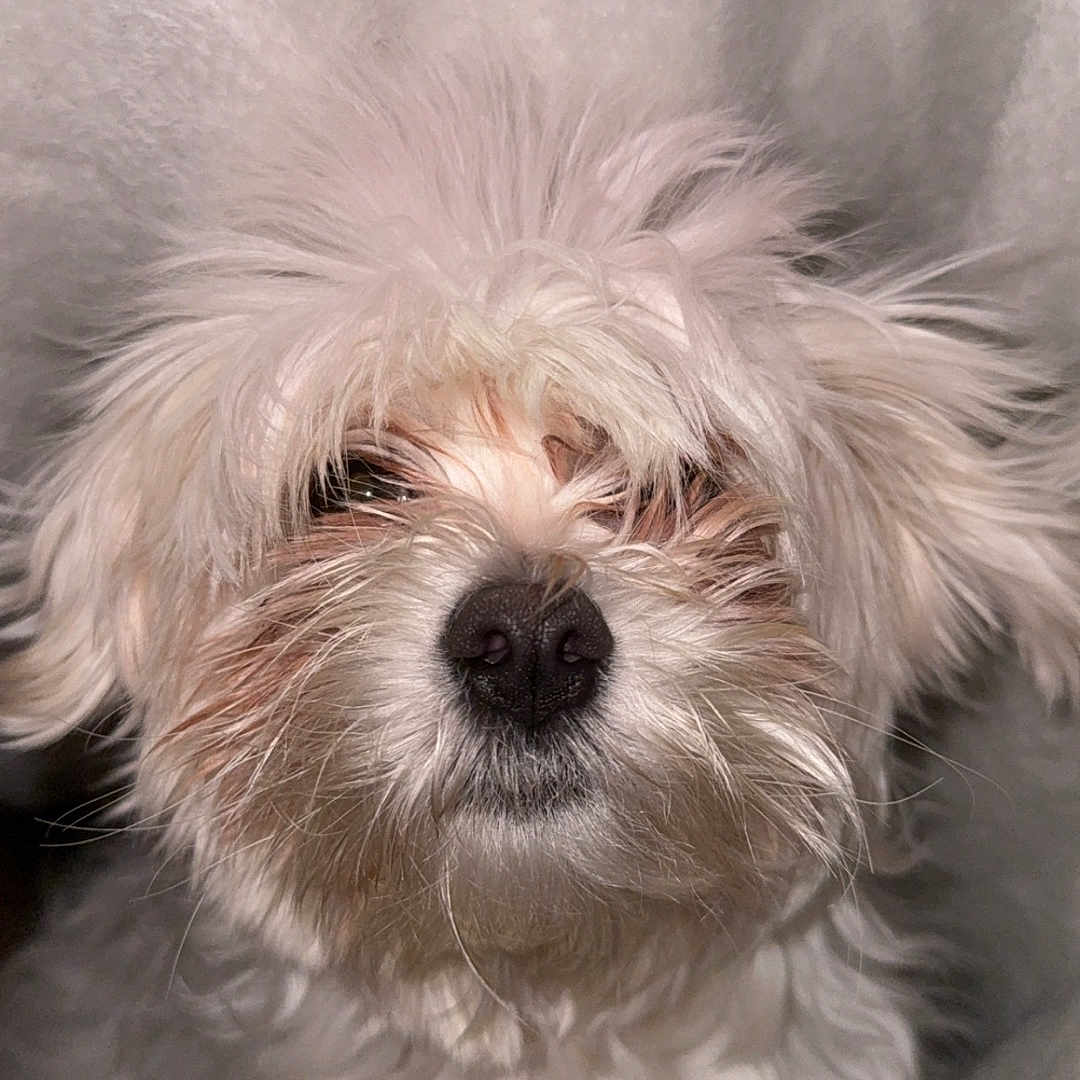 Hunter is registered to the contest to win money with this photo: adorable, blanket, close_up, companion, cute, dog, eyes, fluffy, groomed, indoors, long_hair, muzzle, nose, pet, portrait, puppy, small_dog, soft_texture, whiskers, white_fur
