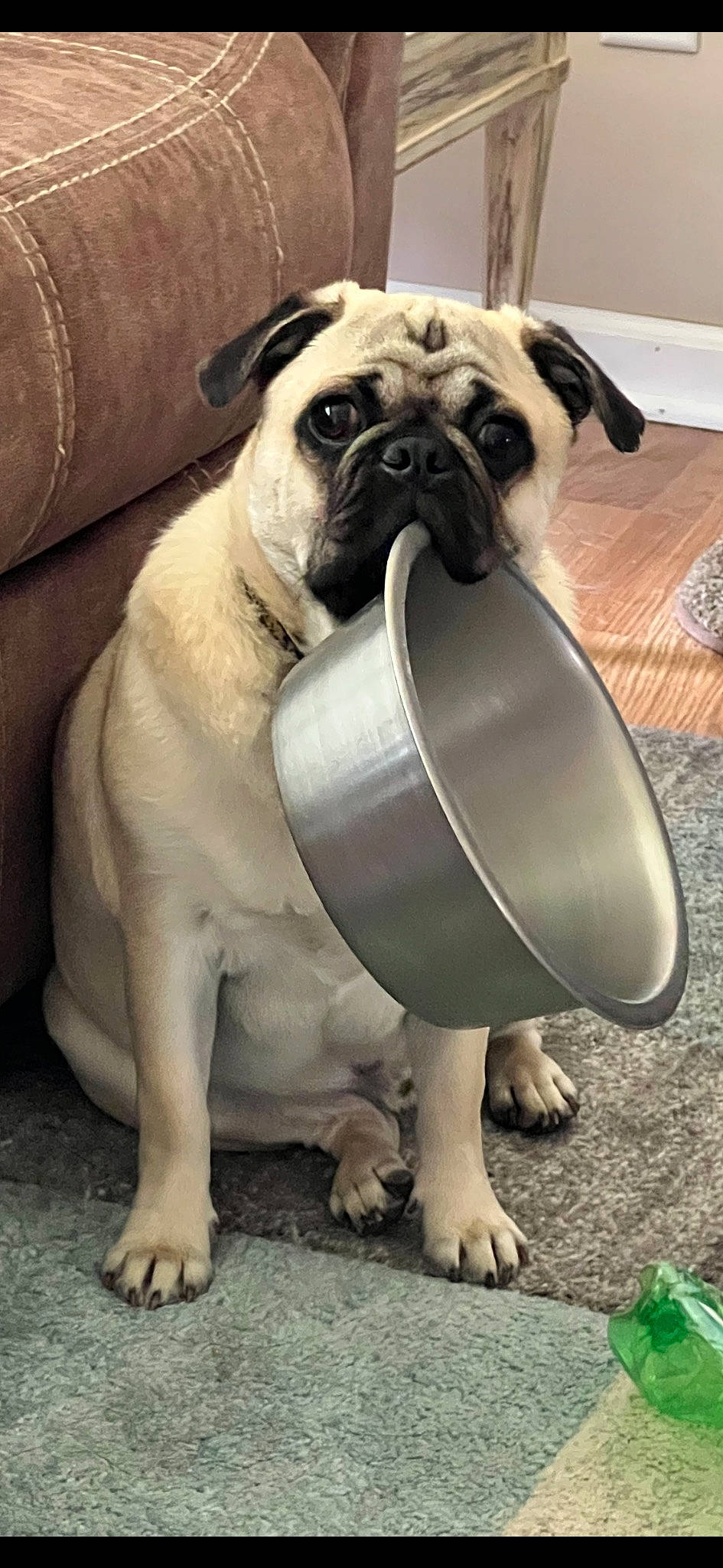 Willie is registered to the contest to win money with this photo: carnivore, collar, companion_dog, dog, dog_breed, dog_collar, fawn, foot, fur, green, plant, pug, snapshot, snout, sporting_group, toy_dog, whiskers, window, working_animal, wrinkle