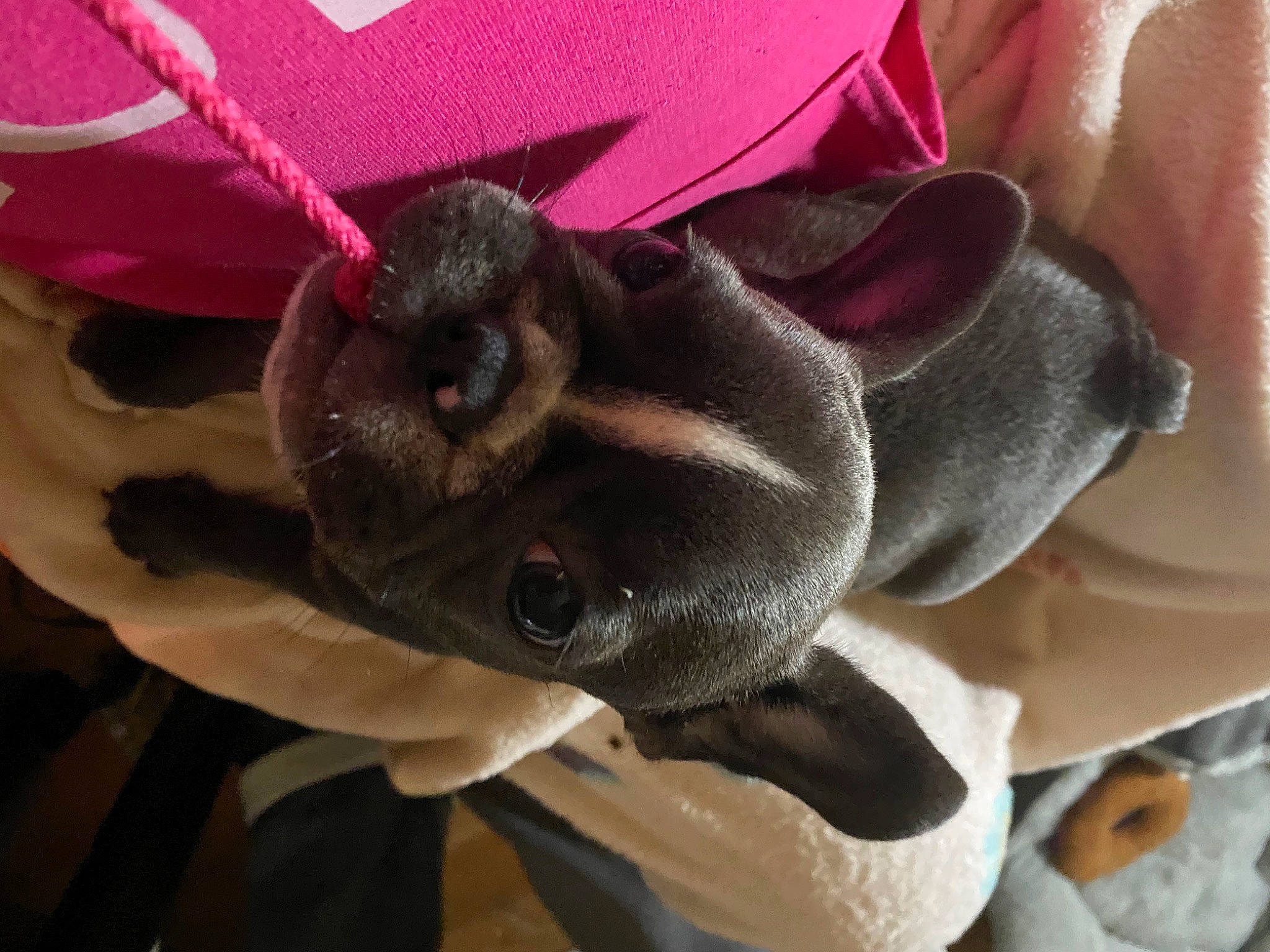 Bella joined the competition — help win amazing prizes! canidae, carnivore, dog_breed, fawn, puppy, snout, sporting_group, weimaraner