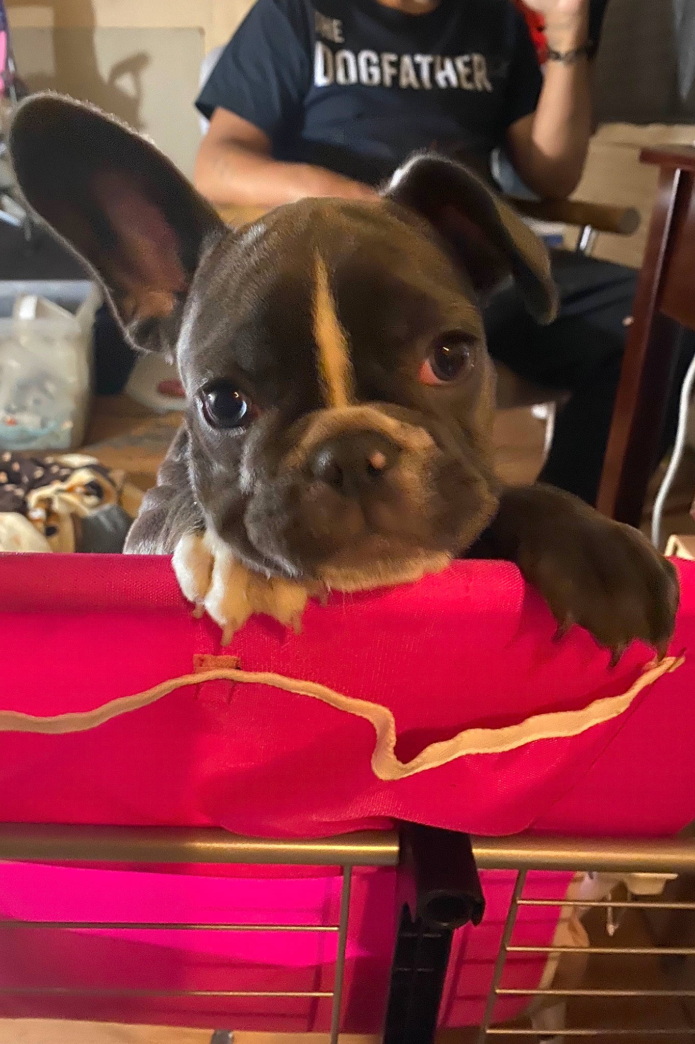 Bella joined the competition — help win amazing prizes! boston_terrier, bulldog, canidae, carnivore, companion_dog, dog, dog_breed, ear, fawn, french_bulldog, mammal, non_sporting_group, puppy, rare_breed_dog, snout, toy_bulldog, toy_dog, vertebrate