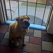 Griselda joined the competition — help win amazing prizes! dog, indoor, carpet, door, screen_door, sunlight, pet, animal, licking, cute, brown_dog, floor, home, fence, outdoor_view, playful, sitting, shadow, patterned_rug, closeup