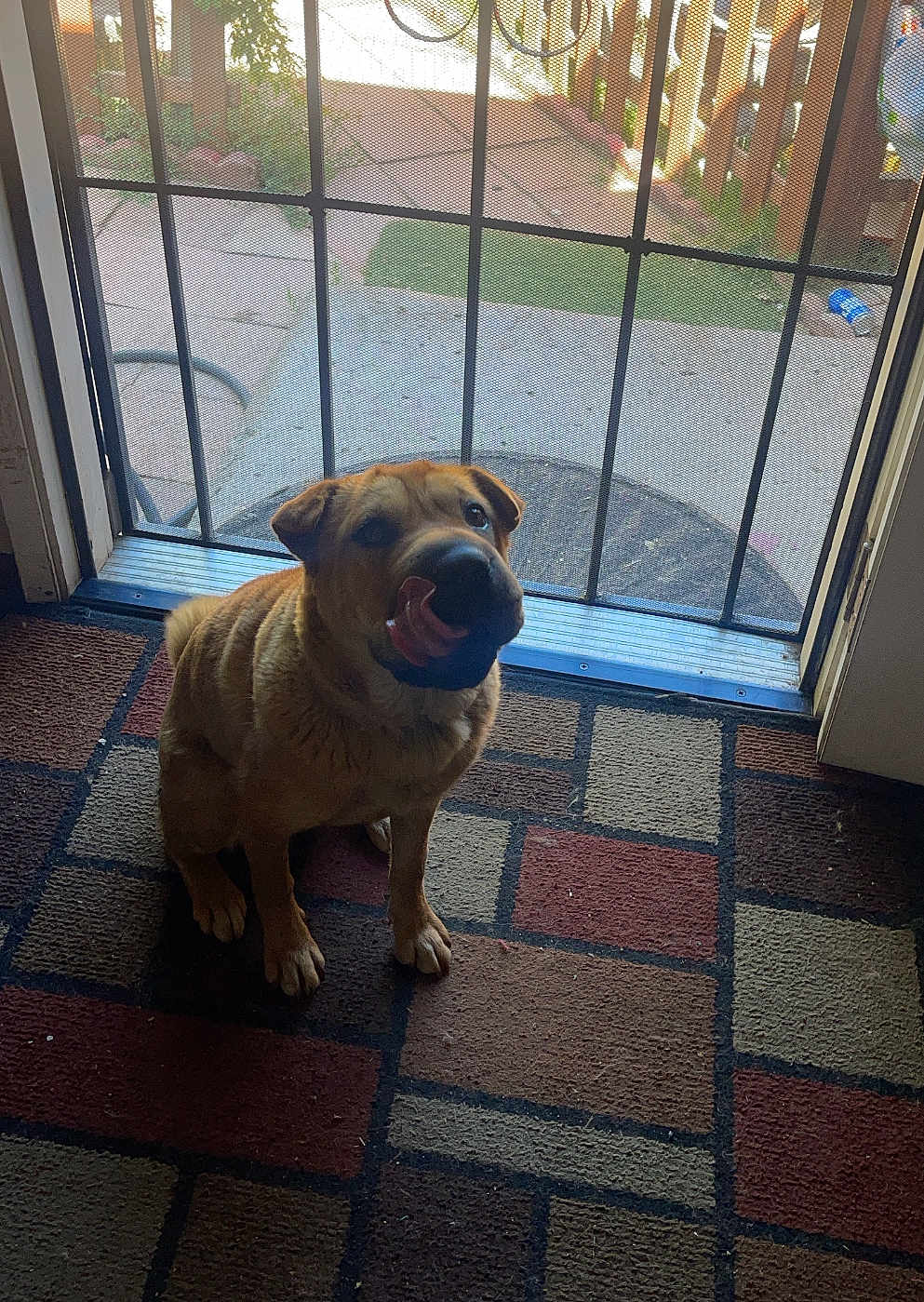 Griselda joined the competition — help win amazing prizes! dog, indoor, carpet, door, screen_door, sunlight, pet, animal, licking, cute, brown_dog, floor, home, fence, outdoor_view, playful, sitting, shadow, patterned_rug, closeup