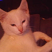 Vanille participe au concours pour gagner de l'argent avec cette photo :