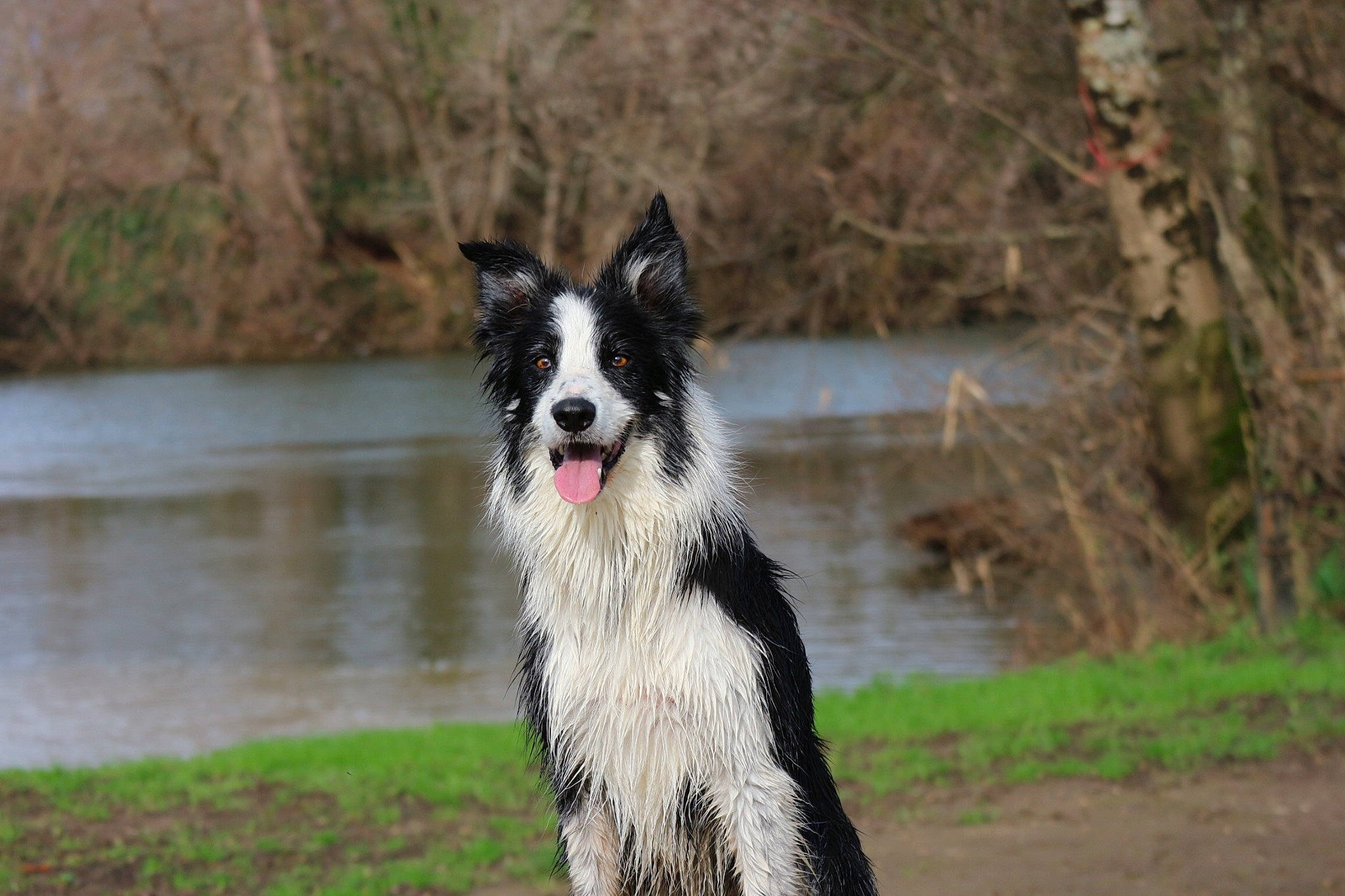 Olly a rejoint le concours — aidez-le/la à gagner de superbes lots ! border_collie, canidae, carnivore, collar, companion_dog, dog, dog_breed, dog_supply, grass, herding_dog, lake, plant, snout, sporting_group, tail, tree, water, whiskers, working_animal, working_dog