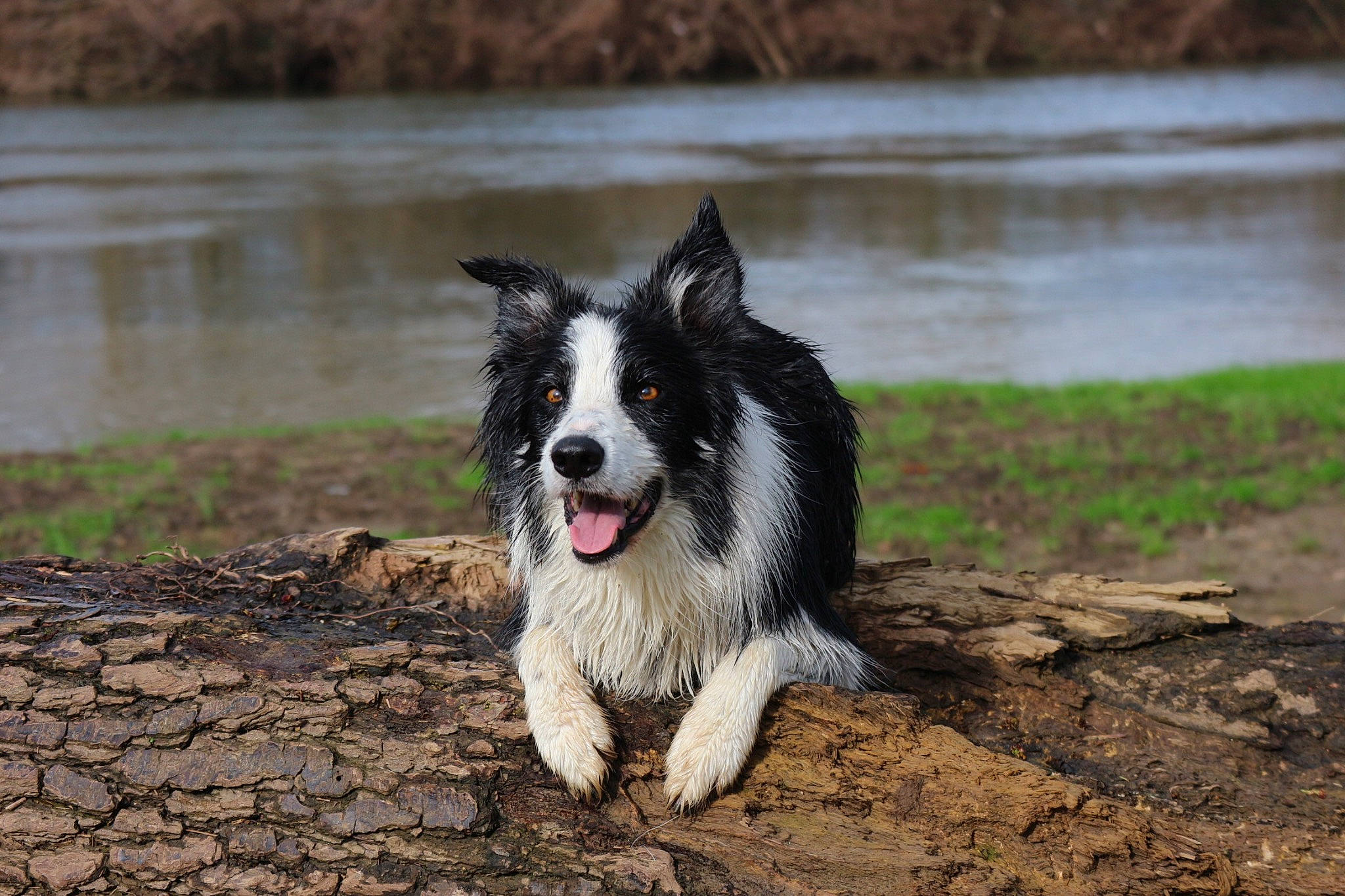 Olly a rejoint le concours — aidez-le/la à gagner de superbes lots ! bog, canidae, carnivore, companion_dog, dog, dog_breed, fur, grass, herding_dog, lake, reservoir, snout, soil, sporting_group, tail, water, working_animal, working_dog