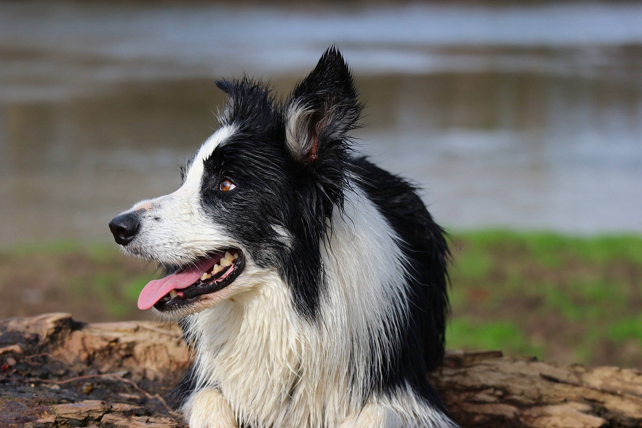 Olly a rejoint le concours — aidez-le/la à gagner de superbes lots ! australian_collie, border_collie, canidae, carnivore, companion_dog, dog, dog_breed, fur, herding_dog, mcnab, sporting_group, terrestrial_animal, water, whiskers, working_animal, working_dog