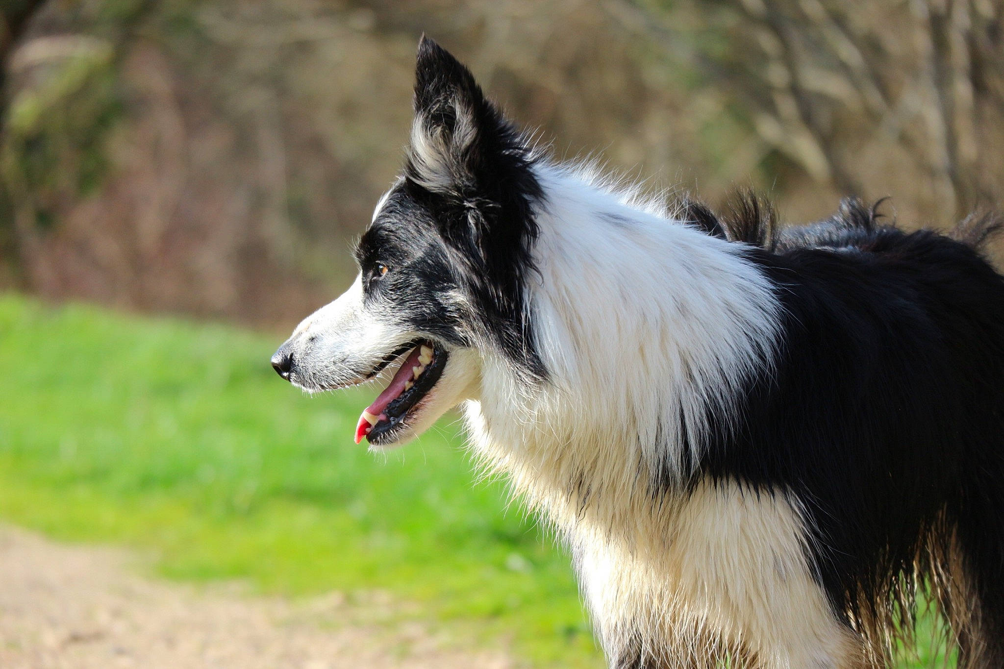Olly participe au concours pour gagner de l'argent avec cette photo : ancient_dog_breeds, canidae, carnivore, collar, collie, companion_dog, dog, dog_breed, fur, grass, herding_dog, plant, scotch_collie, sporting_group, tail, terrestrial_animal, tree, whiskers, working_animal, working_dog