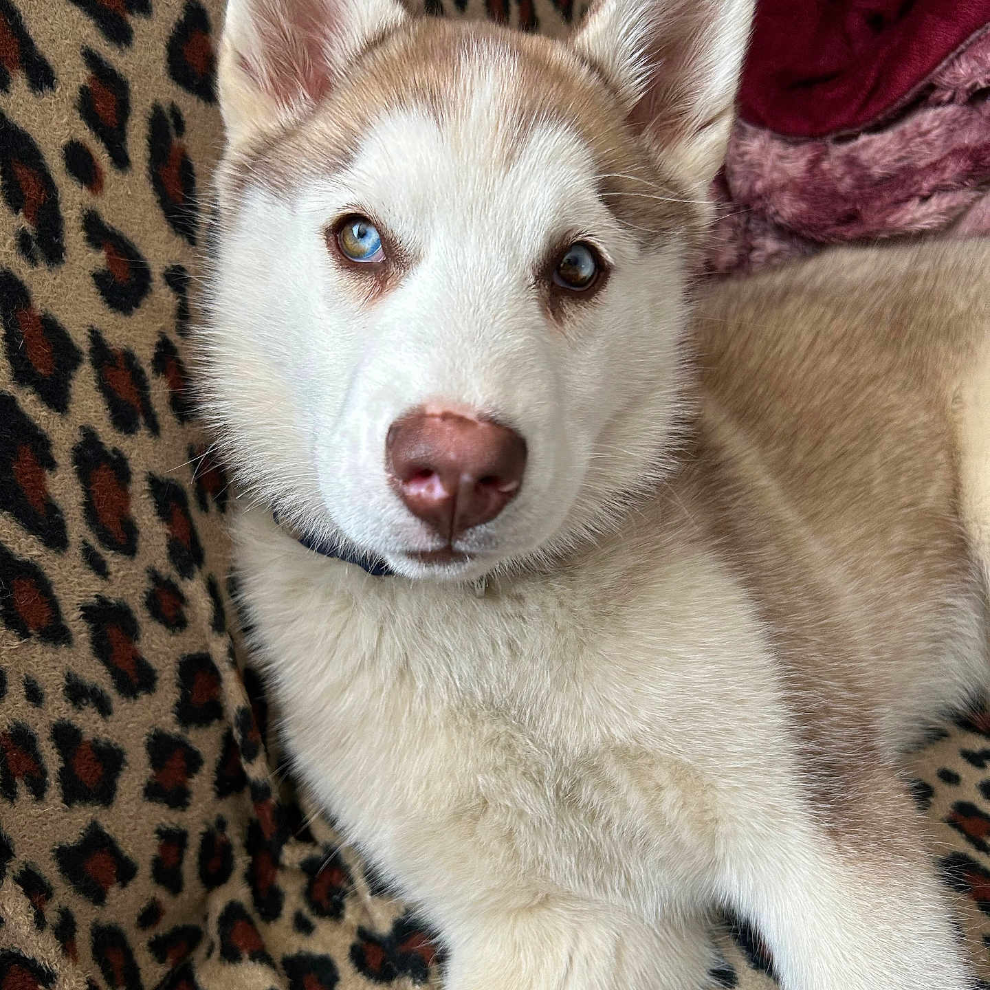 Skya joined the competition — help win amazing prizes! animal, canine, dog, eskimodog, husky, pet, puppy, snout, whitedog
