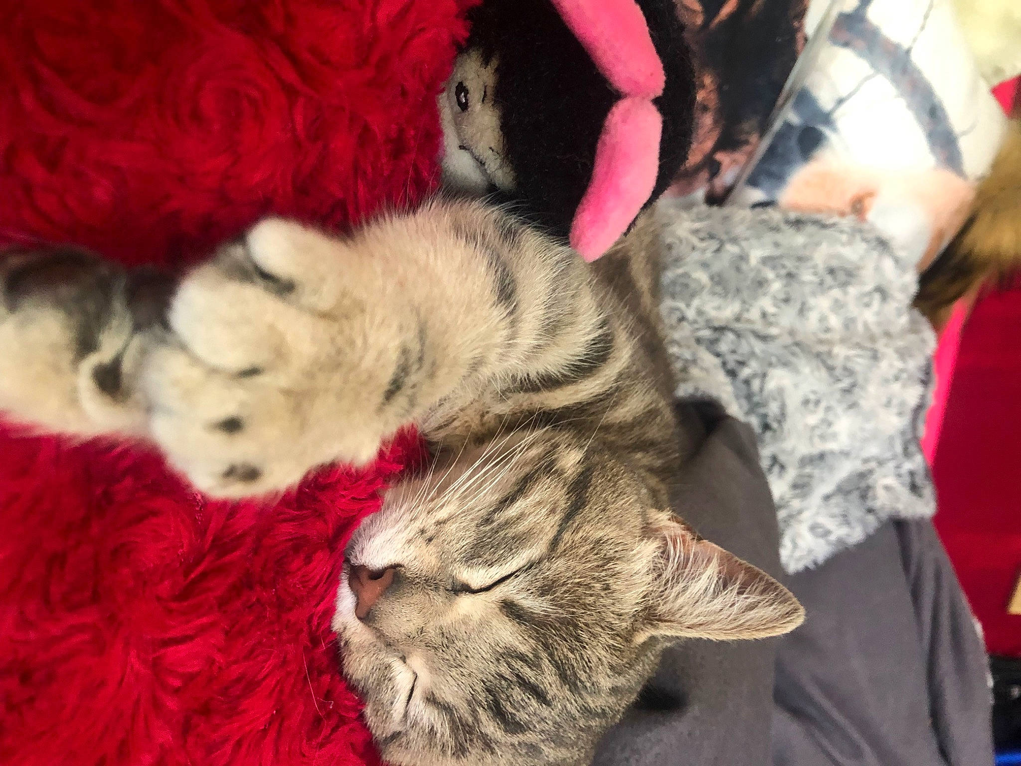 Elwe a rejoint le concours — aidez-le/la à gagner de superbes lots ! canidae, carnivore, cat, child, claw, comfort, domestic_short_haired_cat, fawn, felidae, fur, fur_clothing, nap, paw, small_to_medium_sized_cats, snout, tail, textile, whiskers, wildlife, wool