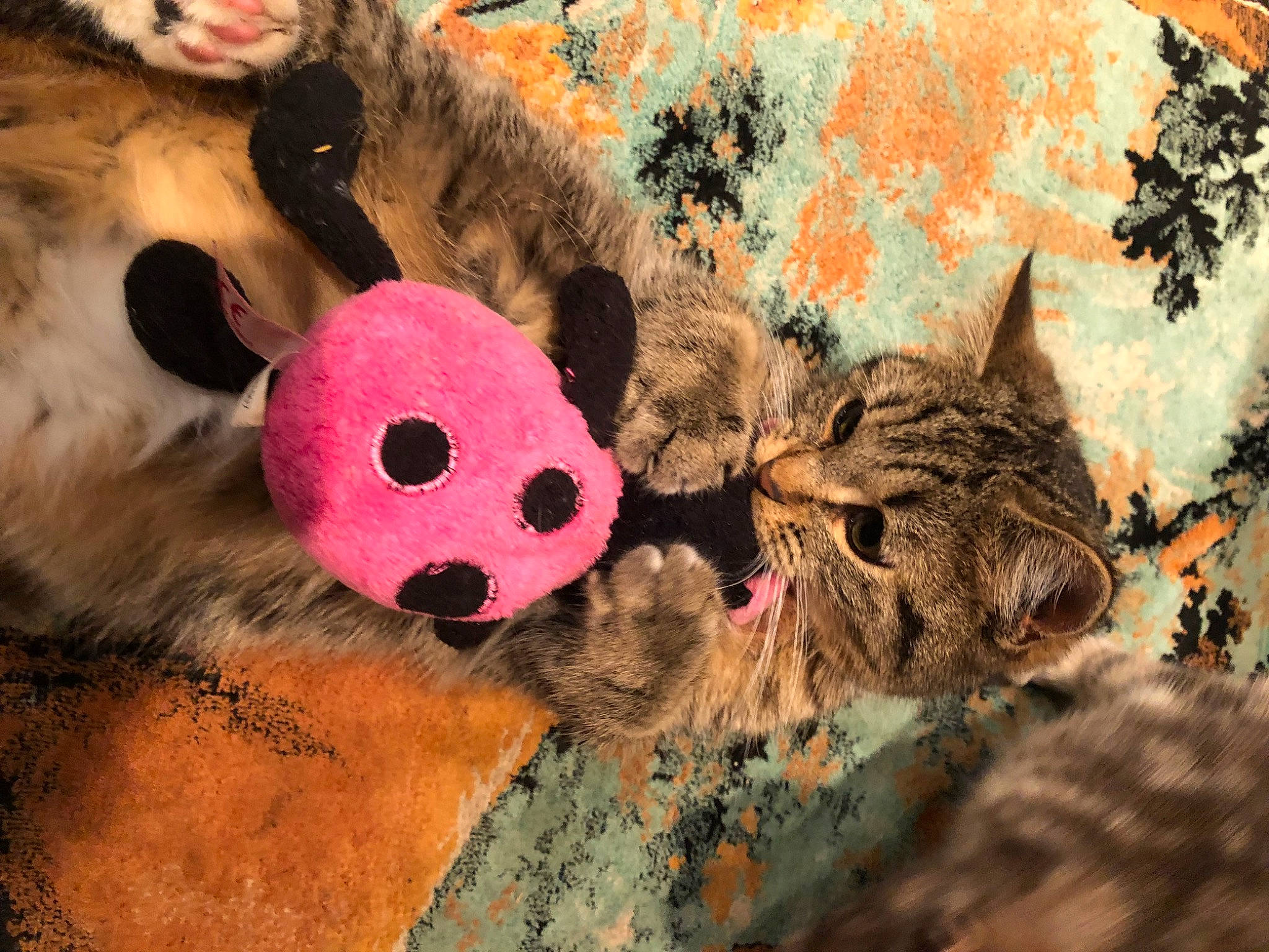 Jagger a rejoint le concours — aidez-le/la à gagner de superbes lots ! carnivore, cat, domestic_short_haired_cat, fawn, felidae, fur, grass, mammal, organism, pattern, plant, small_to_medium_sized_cats, snout, stuffed_toy, teddy_bear, terrestrial_animal, toy, tree, vertebrate, whiskers