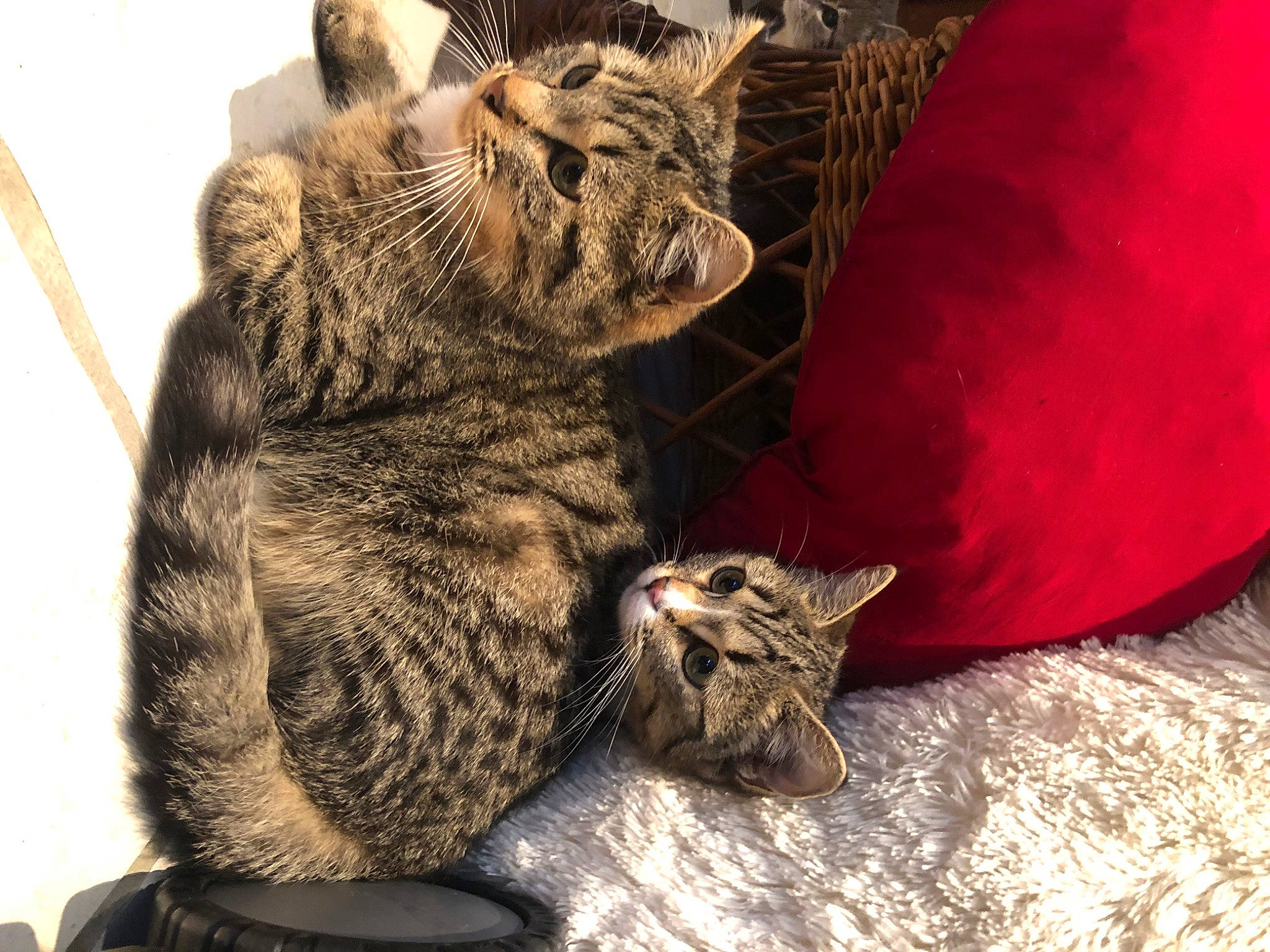 Jagger a rejoint le concours — aidez-le/la à gagner de superbes lots ! carnivore, cat, cat_supply, claw, comfort, domestic_short_haired_cat, felidae, fur, grey, paw, small_to_medium_sized_cats, snout, tail, terrestrial_animal, whiskers, wildlife, window