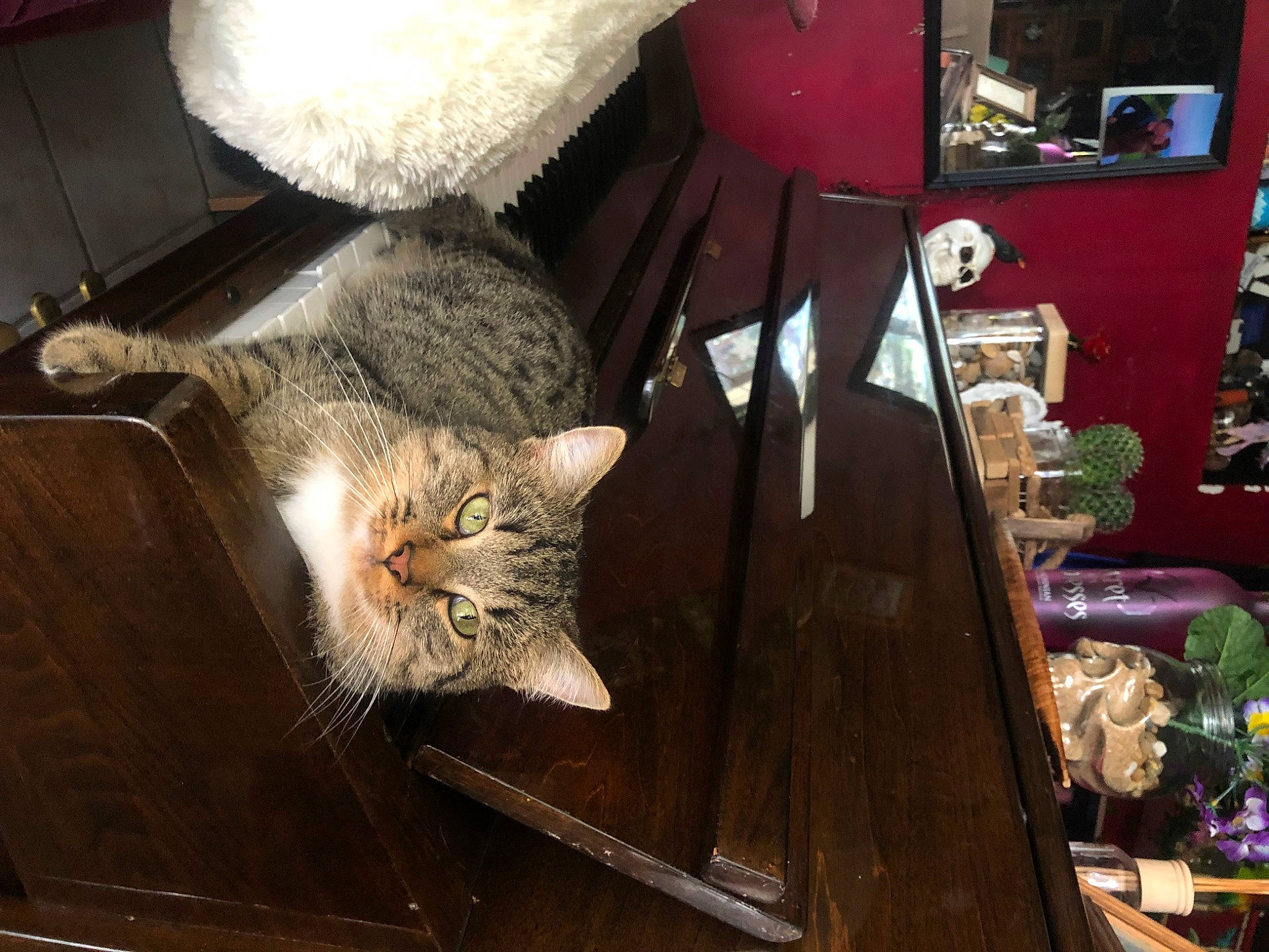 Jagger participe au concours pour gagner de l'argent avec cette photo : carnivore, cat, cat_supply, chair, domestic_short_haired_cat, felidae, fur, hardwood, room, small_to_medium_sized_cats, tail, whiskers, wood