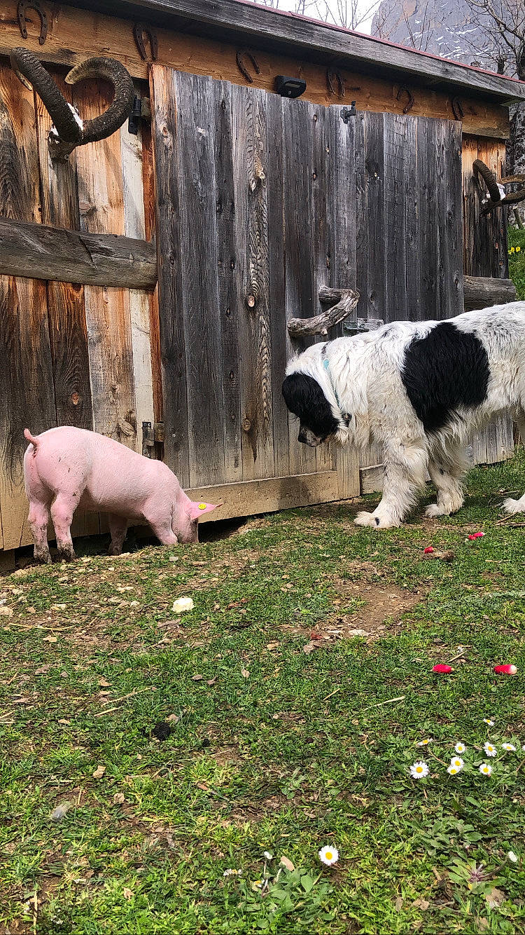 Mithrandir participe au concours pour gagner de l'argent avec cette photo : carnivore, companion_dog, dog, dog_breed, fawn, fence, fur, garden, grass, groundcover, landscape, livestock, pasture, plant, shrub, snout, suidae, tail, terrestrial_animal, working_animal