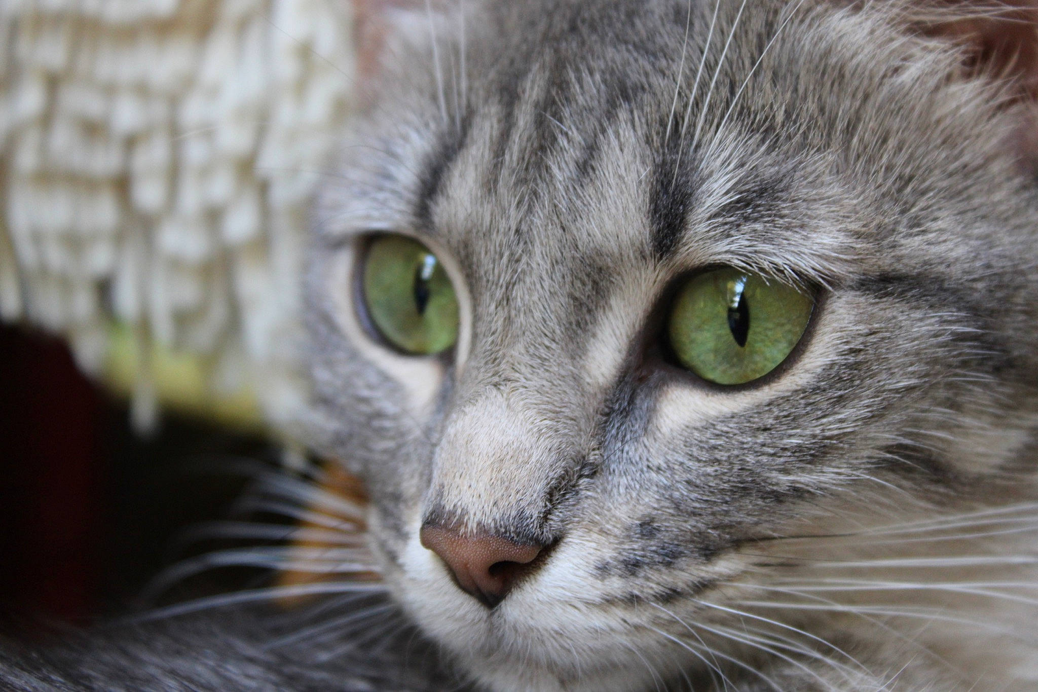 Varda participe au concours pour gagner de l'argent avec cette photo : carnivore, cat, close_up, domestic_short_haired_cat, felidae, fur, grass, plant, small_to_medium_sized_cats, snout, terrestrial_animal, whiskers, wildlife
