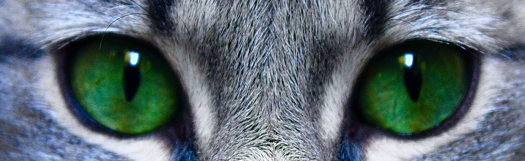 Varda participe au concours pour gagner de l'argent avec cette photo : art, carnivore, cat, domestic_short_haired_cat, eye, eyelash, felidae, fur, grey, head, human_body, iris, pattern, paw, small_to_medium_sized_cats, snout, tail, terrestrial_animal, whiskers, wildlife