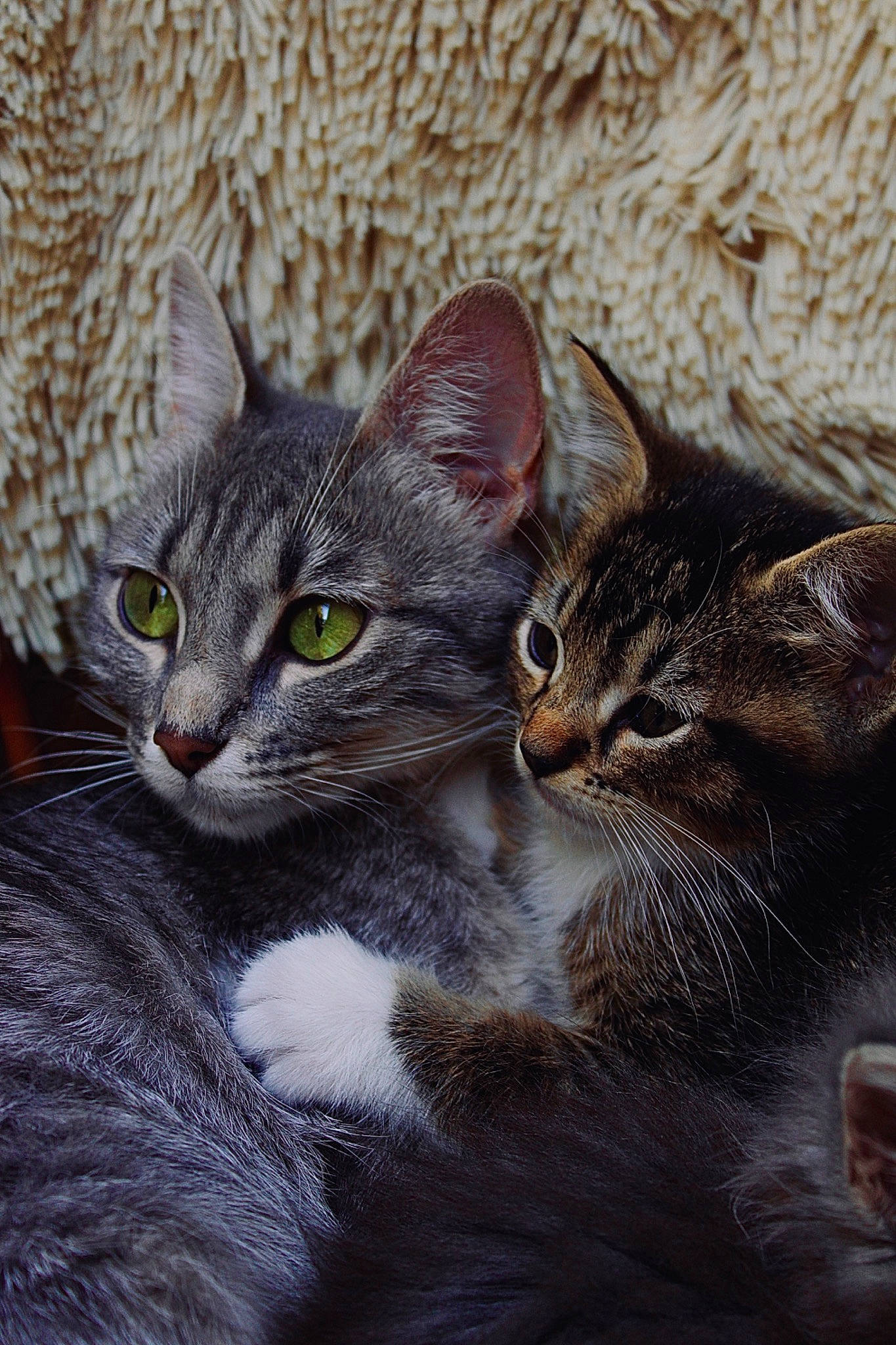 Varda participe au concours pour gagner de l'argent avec cette photo : carnivore, cat, close_up, domestic_short_haired_cat, door, felidae, fur, grey, paw, small_to_medium_sized_cats, snout, terrestrial_animal, whiskers, wildlife, window