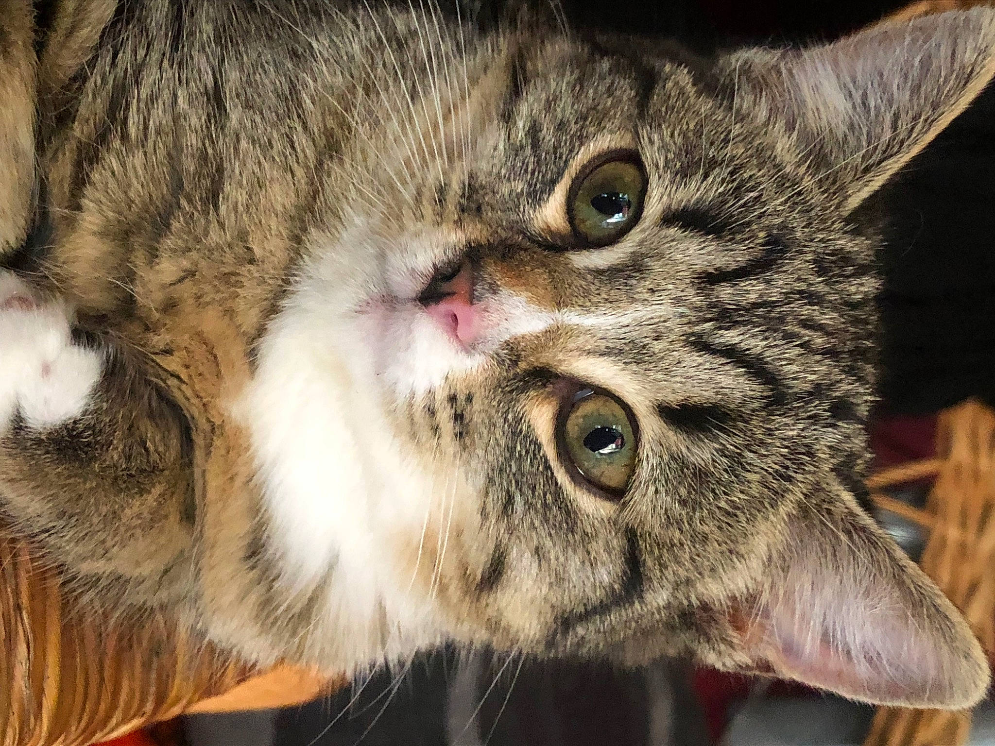 Ulyssia participe au concours pour gagner de l'argent avec cette photo : carnivore, cat, claw, close_up, domestic_short_haired_cat, ear, felidae, fur, paw, small_to_medium_sized_cats, snout, terrestrial_animal, whiskers