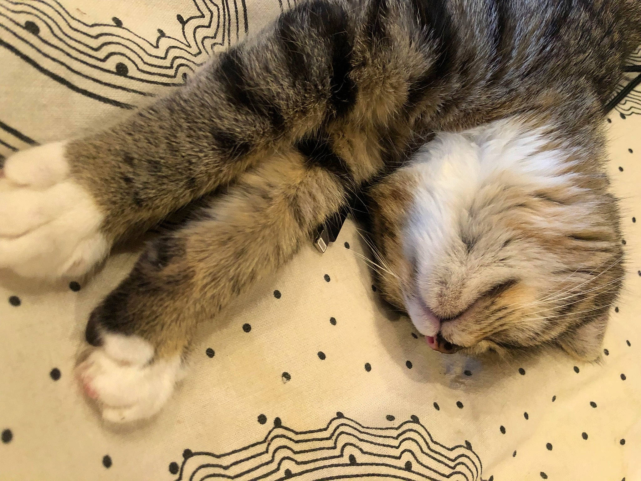 Ulyssia participe au concours pour gagner de l'argent avec cette photo : carnivore, cat, claw, comfort, domestic_short_haired_cat, felidae, flooring, foot, fur, nap, paw, sleep, small_to_medium_sized_cats, snout, tail, terrestrial_animal, whiskers