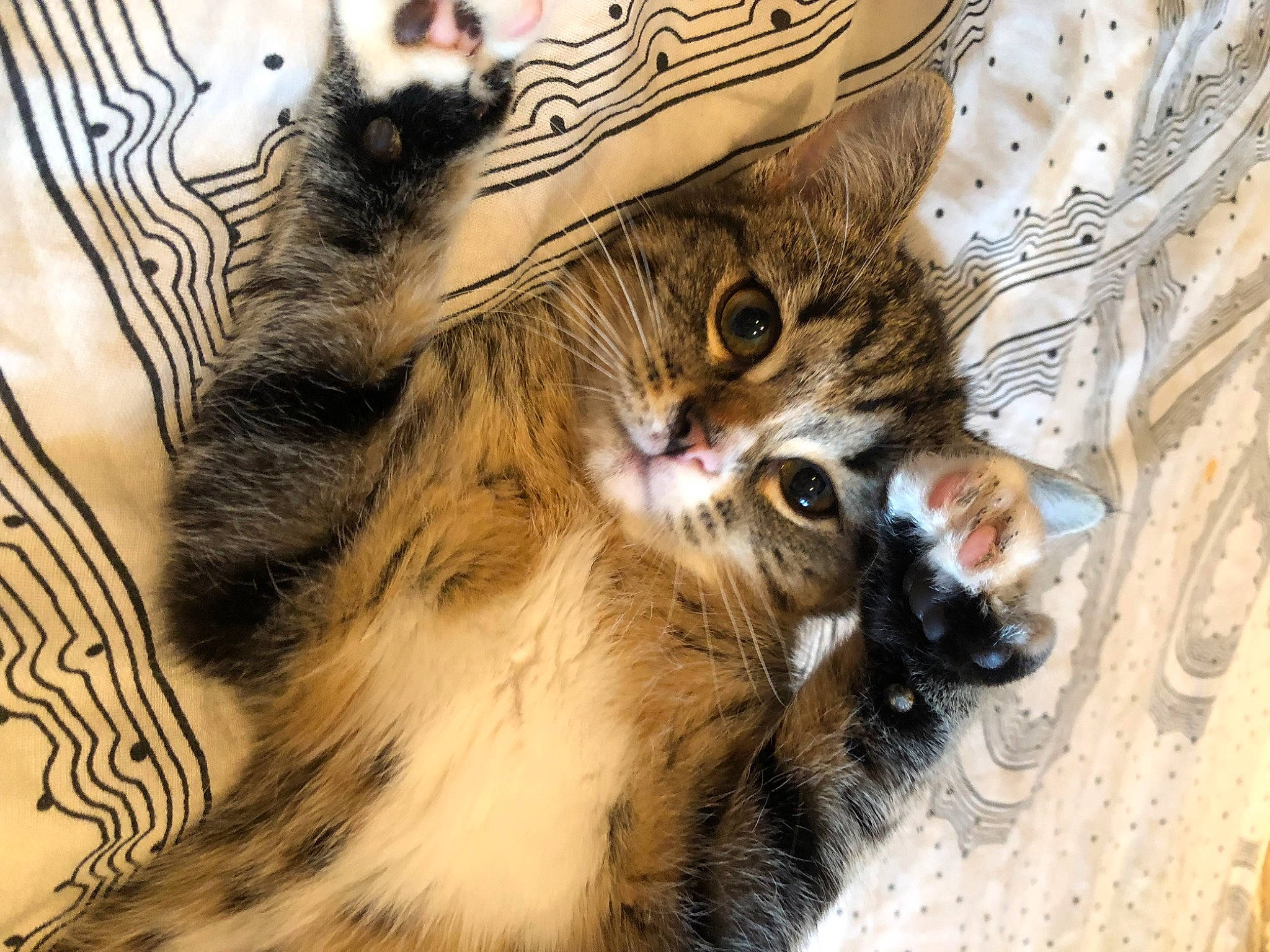 Ulyssia participe au concours pour gagner de l'argent avec cette photo : carnivore, cat, claw, domestic_short_haired_cat, fang, fawn, felidae, foot, fur, gesture, paw, small_to_medium_sized_cats, snout, tail, whiskers