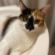 Lilly is registered to the contest to win money with this photo: animal, basin, calico, cat, close_up, curious, cute, domestic_animal, ears, feline, fur, green_eyes, indoor, lying_down, pet, portrait, relaxed, sink, soft_background, whiskers