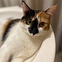 animal, basin, calico, cat, close_up, curious, cute, domestic_animal, ears, feline, fur, green_eyes, indoor, lying_down, pet, portrait, relaxed, sink, soft_background, whiskers