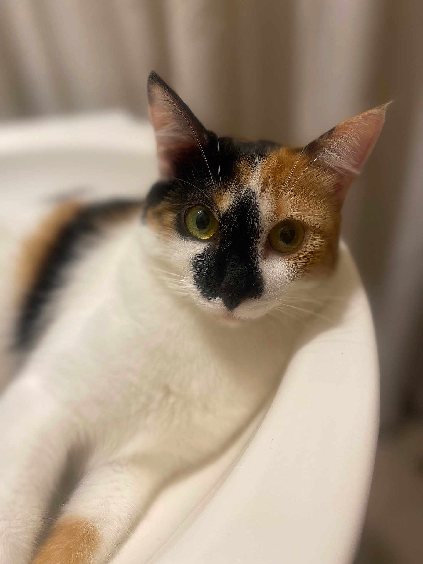 Lilly