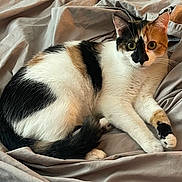 Lilly is registered to the contest to win money with this photo: animal, blanket, calico_cat, cat, closeup, curious, cute, domestic_cat, ears, fabric, feline, fur, indoor, lying_down, paws, pet, resting, soft, tail, whiskers