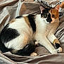 animal, blanket, calico_cat, cat, closeup, curious, cute, domestic_cat, ears, fabric, feline, fur, indoor, lying_down, paws, pet, resting, soft, tail, whiskers