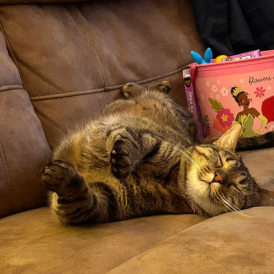 Nala joined the competition — help win amazing prizes! brown_couch, cat, closed_eyes, couch, cozy, cute, feline, fur, home, indoor, paw, pet, pink_container, princess_illustration, relaxing, resting, sleeping_cat, tabby, toy_box, whiskers