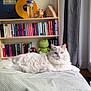 cat, white_cat, blue_eyes, bed, striped_bedspread, bookshelf, books, plush_toy, vinyl_record, water_bottle, curtain, wooden_furniture, indoor, cozy, relaxed, pet, feline, living_space, natural_light, decor