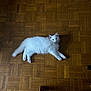 cat, white_cat, fluffy, parquet_floor, indoor, pet, animal, feline, relaxed, lying_down, wood_floor, flooring, home, domestic_animal, cute, fur, whiskers, tail, ears, curious