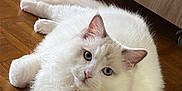 Wallace a rejoint le concours — aidez-le/la à gagner de superbes lots ! cat, fluffy, white_cat, blue_eyes, indoor, wooden_floor, parquet, cabinet, furniture, pet, animal, relaxed, curious, lying_down, close_up, domestic_cat, whiskers, ears, tail, soft_fur