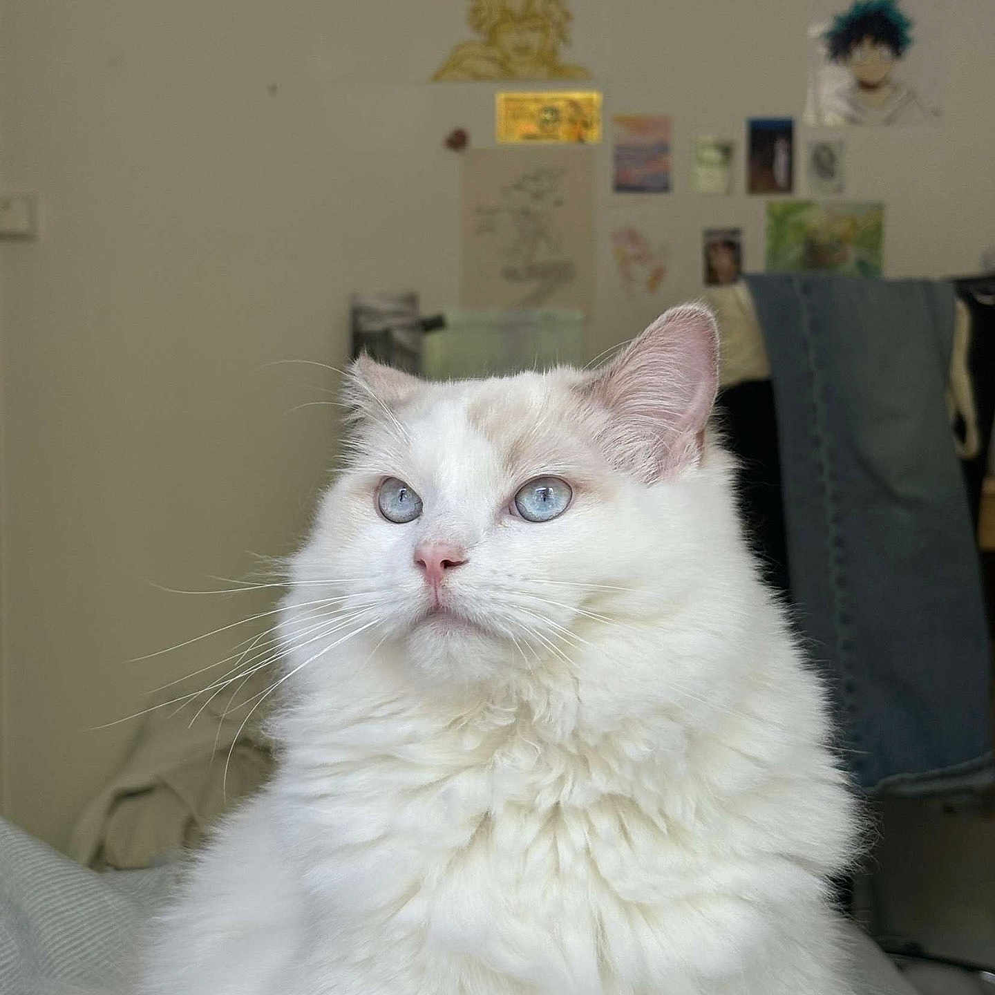 Wallace a rejoint le concours — aidez-le/la à gagner de superbes lots ! animal, anime, blue_eyes, cat, closeup, cozy_room, cute, decor, domestic_cat, feline, fluffy, fur, indoor, pet, portrait, posters, relaxed, sitting, whiskers, white_cat