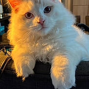 Wallace a rejoint le concours — aidez-le/la à gagner de superbes lots ! cat, fluffy, white_cat, indoor, couch, golden_hour, pet, animal, feline, relaxed, closeup, cute, whiskers, ears, fur, houseplant, furniture, cozy, domestic, portrait