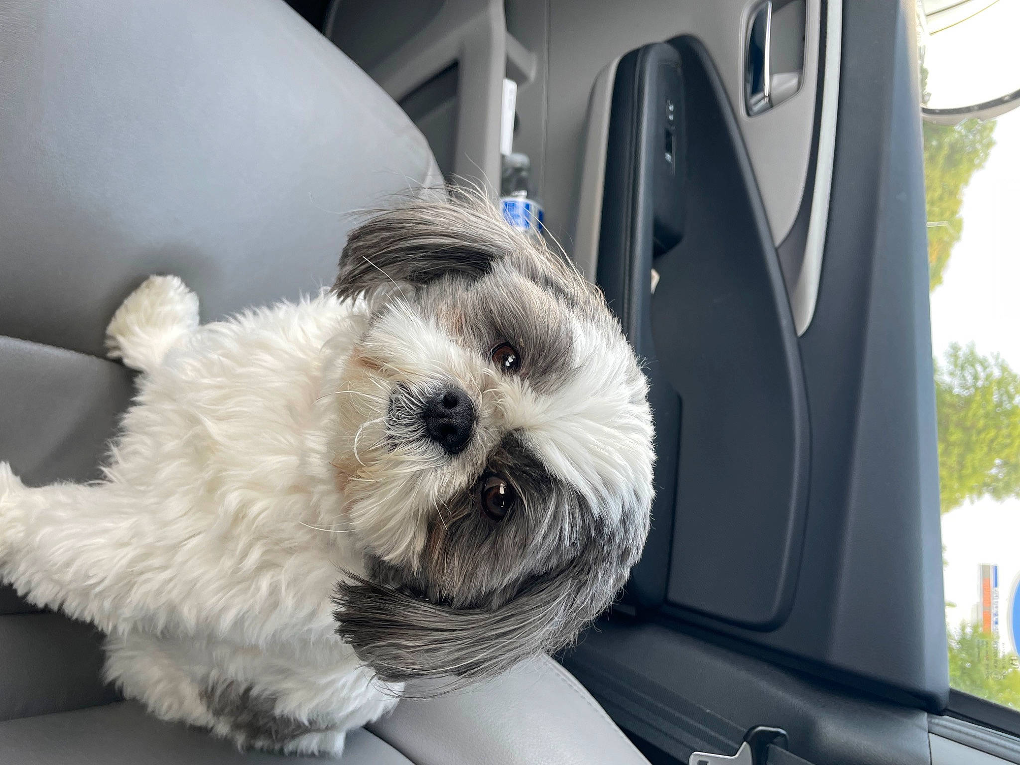 Isabella is registered to the contest to win money with this photo: auto_part, automotive_design, canidae, car, car_seat_cover, carnivore, comfort, companion_dog, dog, dog_breed, family_car, fur, motor_vehicle, small_terrier, snout, sporting_group, terrier, toy_dog, vehicle, working_animal