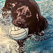 Simba a rejoint le concours — aidez-le/la à gagner de superbes lots ! dog, black_dog, swimming, water, pool, volleyball, animal, pet, outdoor, playful, splash, wet, canine, mouth, activity, summer, fun, sport, recreation, animal_in_water