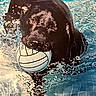 dog, black_dog, swimming, water, pool, volleyball, animal, pet, outdoor, playful, splash, wet, canine, mouth, activity, summer, fun, sport, recreation, animal_in_water