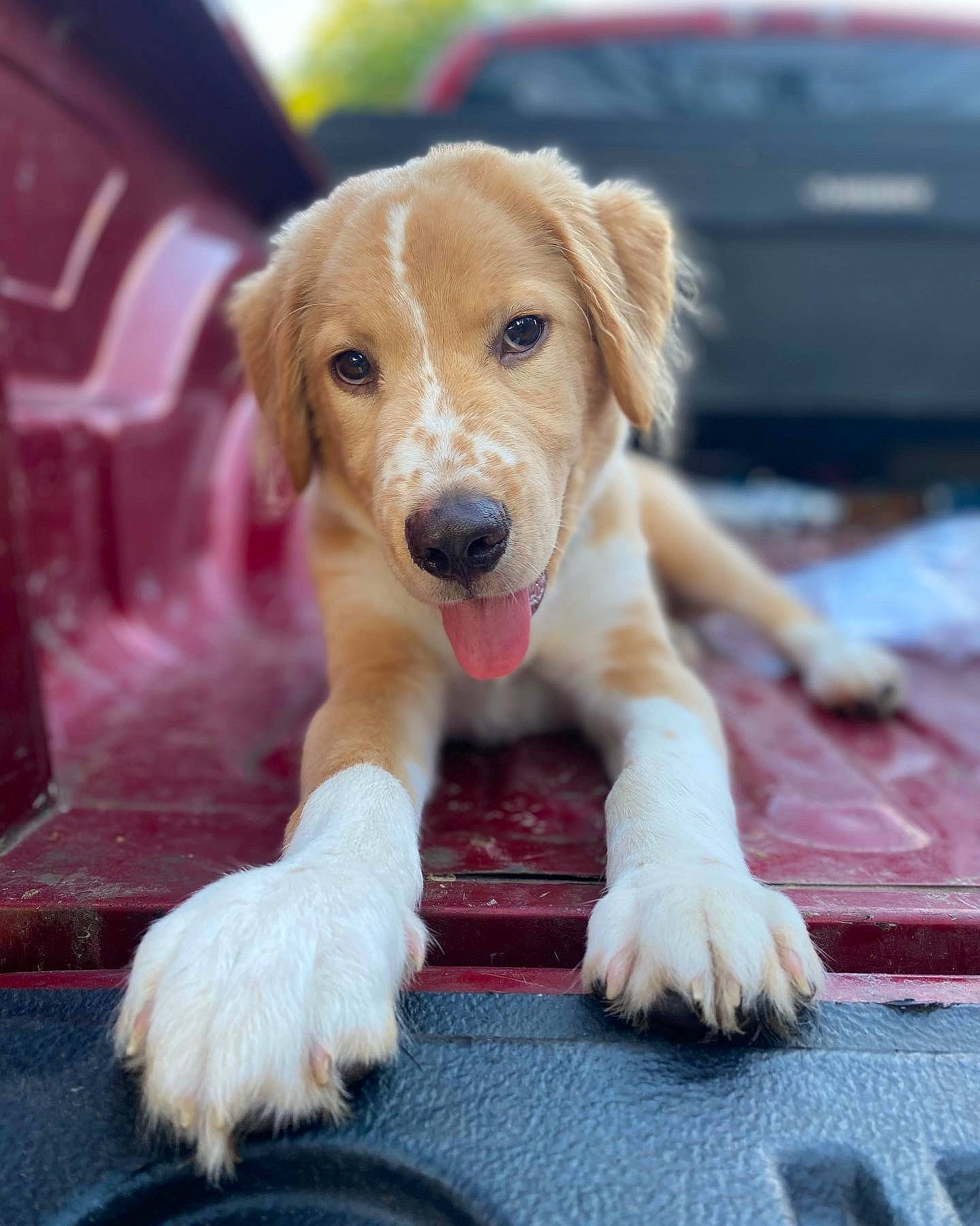 Captain joined the competition — help win amazing prizes! canidae, carnivore, companion_dog, dog, dog_breed, fawn, flooring, fur, happy, paw, plant, puppy, snout, sporting_group, street_dog, tail, whiskers, wood