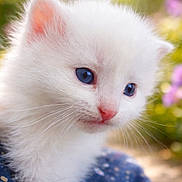 Neige participe au concours pour gagner de l'argent avec cette photo : animal, blue_eyes, cat, close_up, cute, flower, fluffy, fur, green_background, kitten, nature, nose, outdoor, pet, pink_flower, portrait, soft_focus, whiskers, white_fur, young