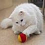 Neige participe au concours pour gagner de l'argent avec cette photo : animal, ball, blue_eyes, cat, closeup, curious, cute, domestic_animal, feline, floor, fluffy, fur, indoor, paw, pet, playing, small_pet, toy, whiskers, white_cat