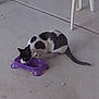 Mr Moo Cow joined the competition — help win amazing prizes! cat, black_and_white, food_bowl, purple, concrete_floor, outdoor, patio, animal, pet, eating, feline, hungry, chair_leg, domestic_cat, side_view, mammal, four_legs, tail, whiskers, quiet